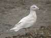 Glaucous Gull at Barling Rubbish Tip (Steve Arlow) (75325 bytes)